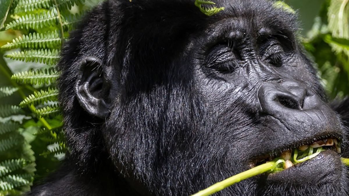 7 Days Uganda Gorilla and Botswana