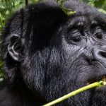 7 Days Uganda Gorilla and Botswana