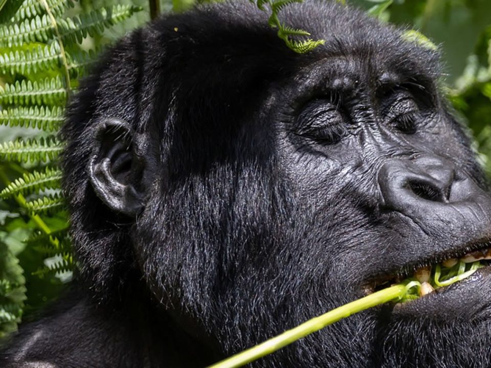 7 Days Uganda Gorilla and Botswana