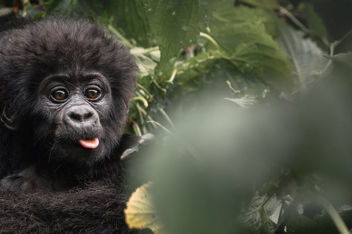 10 Days Uganda Gorilla Safari