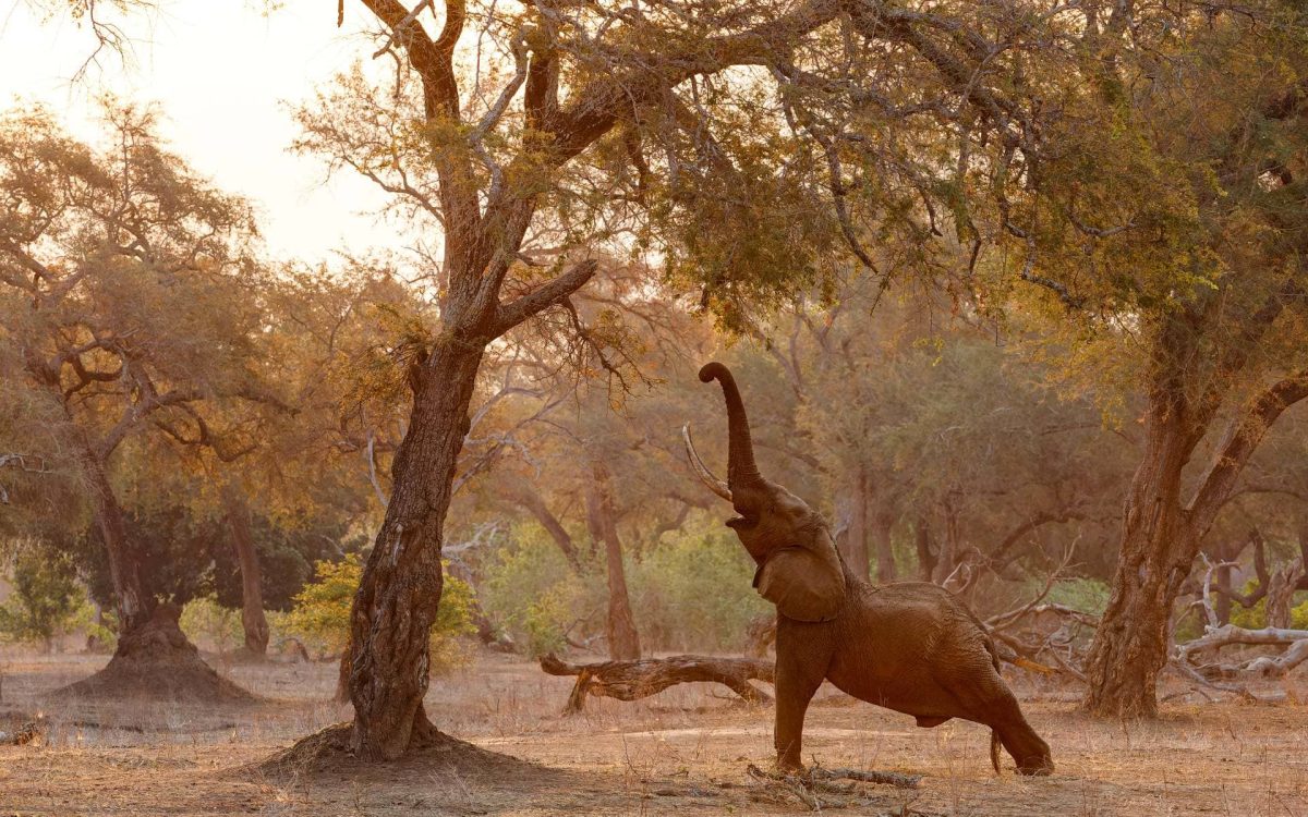 9-Day Zimbabwe And Botswana Safari