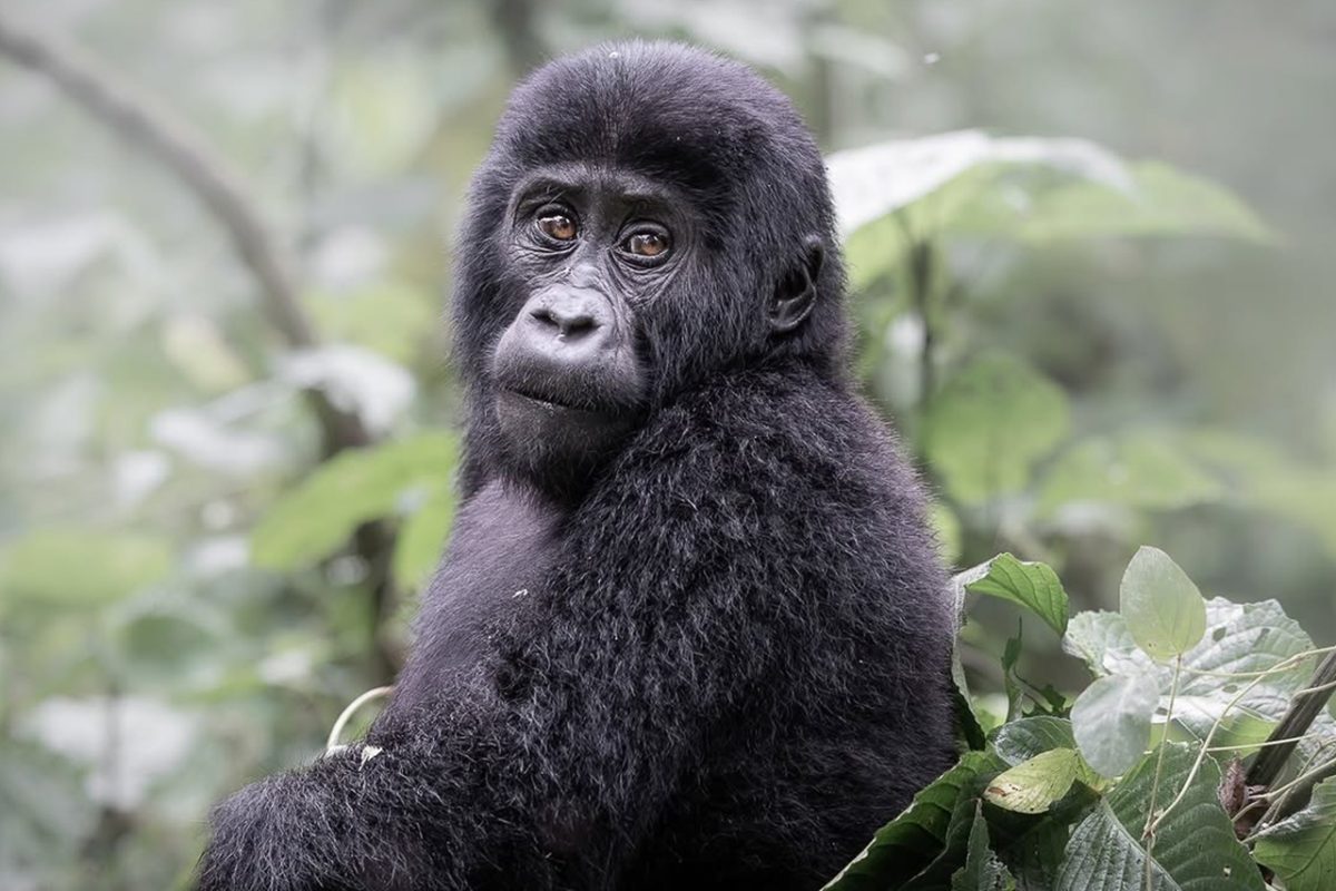 2 Days Uganda Gorilla Trekking Safari