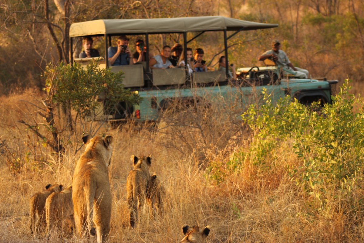 South Africa Botswana wildlife safari