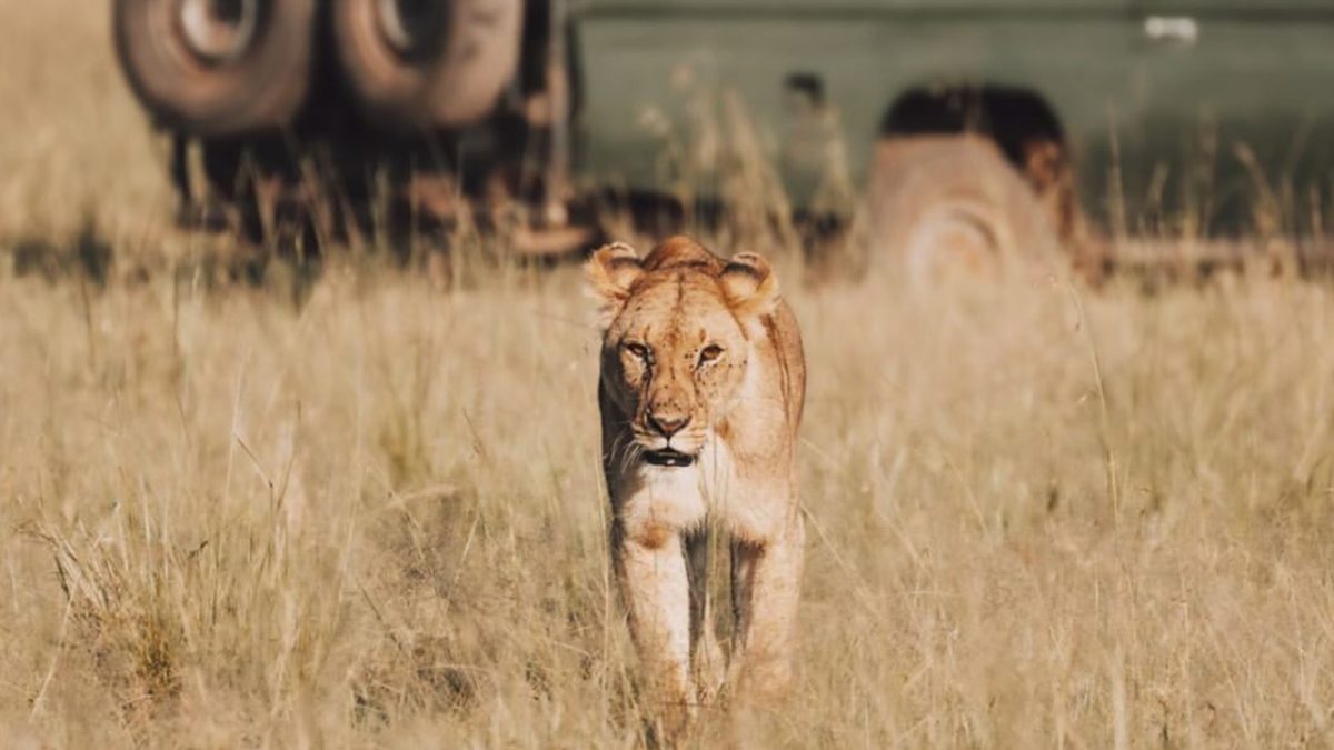 Affordable Kenya Uganda Safari