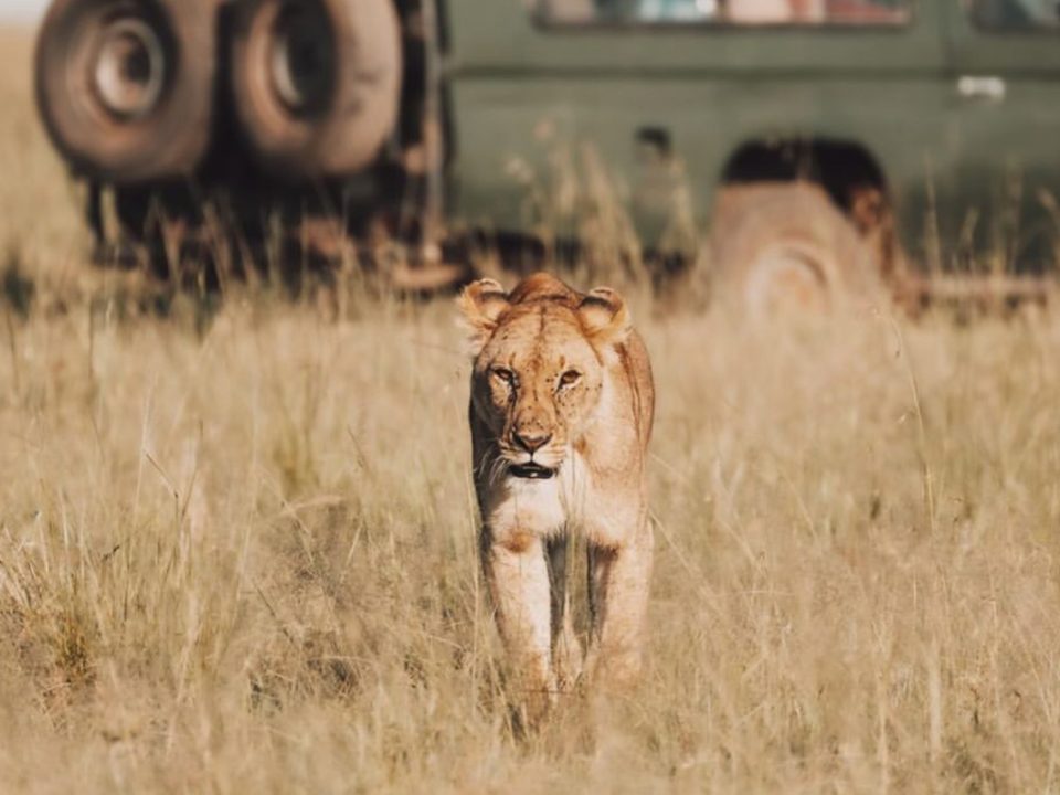 Affordable Kenya Uganda Safari