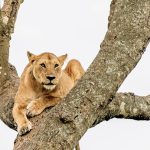 Kenya Uganda Safari 15 Days
