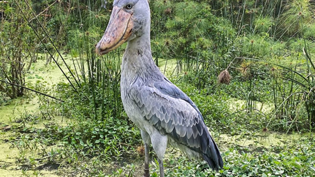 Mabamba Swamp Shoebill Tour