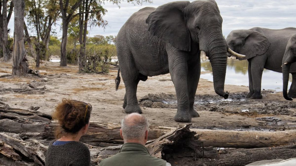 Uganda Gorilla Trekking and Moremi Safari