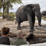 Uganda Gorilla Trekking and Moremi Safari