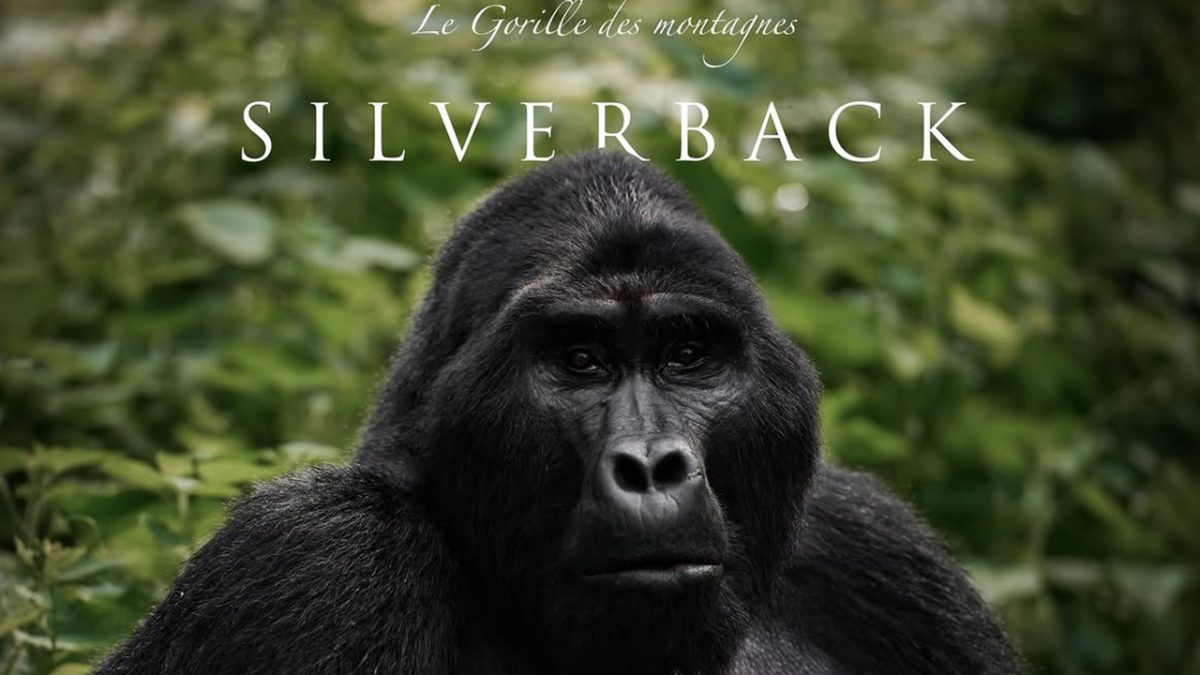 Solo Gorilla Trekking Uganda