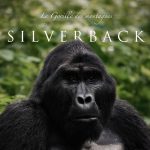 Solo Gorilla Trekking Uganda