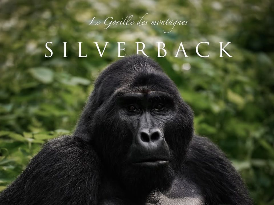 Solo Gorilla Trekking Uganda