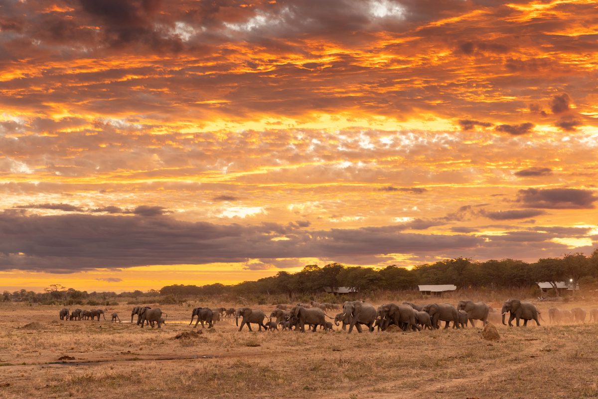 4 Day Hwange Safari Escape