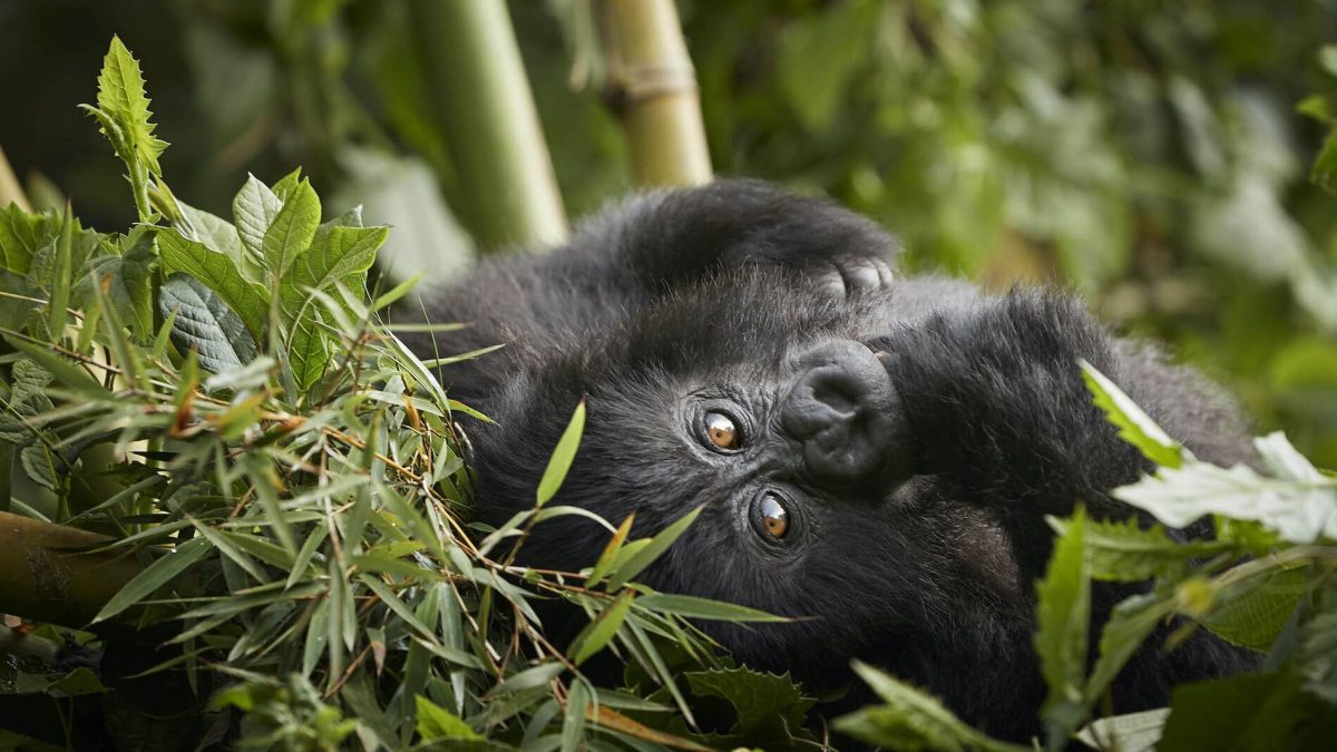 Luxury Rwanda Gorilla Trekking