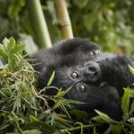 Luxury Rwanda Gorilla Trekking