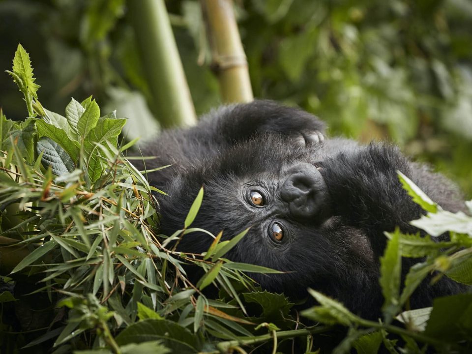 Luxury Rwanda Gorilla Trekking