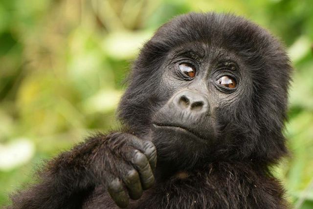 Rwanda Gorilla Trekking Packages